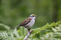 White-throated Sparrow (Zonotrichia albicollis), Canada