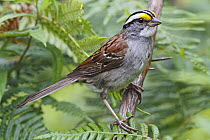 White-throated Sparrow (Zonotrichia albicollis), Canada