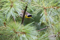 Common Yellowthroat (Geothlypis trichas) male in breeding plumage, Canada
