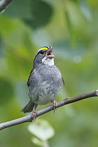 White-throated Sparrow (Zonotrichia albicollis) calling, Canada