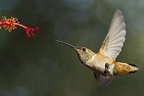 Rufous Hummingbird (Selasphorus rufus) female feeding on flower nectar