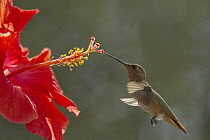 Rufous Hummingbird (Selasphorus rufus) female feeding on flower nectar