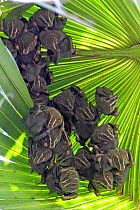 Peters' Tent-making Bat (Uroderma bilobatum) group roosting, native to South and Central America