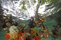 Diverse sponge community with oysters and other invertebrates growing on red mangrove roots, Bastimentos National Marine Park, Bocas del Toro, Panama