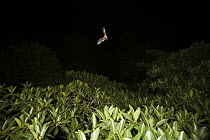 Jamaican Fruit-eating Bat (Artibeus jamaicensis) flying over fruiting fig tree to find food, Panama City, Panama