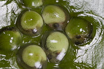 Red-eyed Tree Frog (Agalychnis callidryas) eggs that have dried up during drought, Soberania National Park, Panama