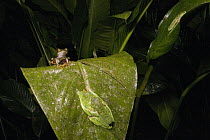 Misfit Leaf Frog (Agalychnis saltator) pair mating in foreground, La Selva Biological Research Station, Costa Rica