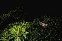 Jamaican Fruit-eating Bat (Artibeus jamaicensis) foraging in crown of fig tree, Panama City, Panama