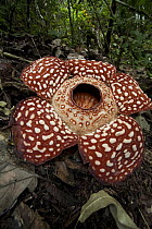 Rafflesia (Rafflesia Keithii) flower, Sabah, Borneo, Malaysia