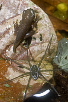 Red-eyed Tree Frog (Agalychnis callidryas) metamorphose being persued by predatory spider, Soberania National Park, Panama