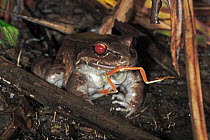 Red-eyed Tree Frog (Agalychnis callidryas) being consumed by Foam-nest Frog (Leptodactylus sp), Soberania National Park, Panama