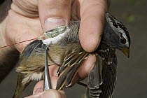 White-crowned Sparrow (Zonotrichia leucophrys) being fitted with telemetry transmitter, this bird has been relocated from Washington to New Jersey to learn about bird migration, New Jersey