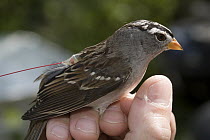 White-crowned Sparrow (Zonotrichia leucophrys) with telemetry transmitter, this bird has been relocated from Washington to New Jersey to learn about bird migration, New Jersey