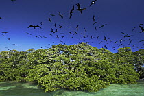 Magnificent Frigatebird (Fregata magnificens) breeding colony on small mangrove island, Carrie Bow Cay, Belize