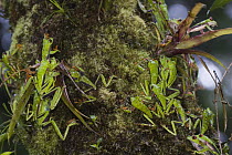 Misfit Leaf Frog (Agalychnis saltator) mass mating, La Selva Biological Research Station, Costa Rica
