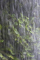 Rain and leaves in rainforest, Costa Rica