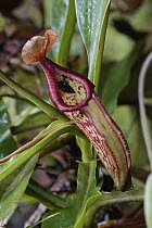 Pitcher Plant (Nepenthes sp) in cloud forest, Costa Rica