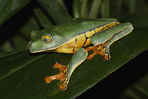 Splendid Leaf Frog (Agalychnis calcarifer), Costa Rica