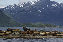 Steller's Sea Lion (Eumetopias jubatus) group hauled out on rock, Alaska