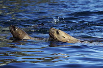 Steller's Sea Lion (Eumetopias jubatus) pair swimming, Alaska