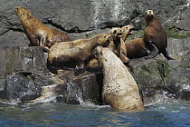 Steller's Sea Lion (Eumetopias jubatus) male coming ashore to females, Alaska