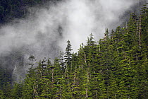 Spruce (Picea sp) forest in mist, Alaska
