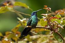 Green Violet-ear (Colibri thalassinus) hummingbird, Costa Rica