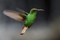 Coppery-headed Emerald (Elvira cupreiceps) hummingbird hovering, Costa Rica