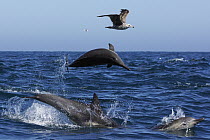 Long-beaked Common Dolphin (Delphinus capensis) trio jumping with gull flying, Santa Barbara, California