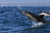 Long-beaked Common Dolphin (Delphinus capensis) jumping, Santa Barbara, California