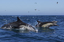 Long-beaked Common Dolphin (Delphinus capensis) pair jumping, Santa Barbara, California