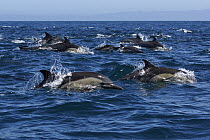 Long-beaked Common Dolphin (Delphinus capensis) pod surfacing, Santa Barbara, California