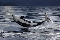 Orca (Orcinus orca) calf breaching, Prince William Sound, Alaska