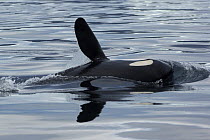 Orca (Orcinus orca) pectoral slapping, Prince William Sound, Alaska