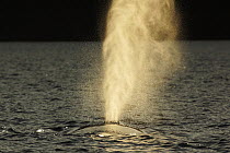 Humpback Whale (Megaptera novaeangliae) breathing, Prince William Sound, Alaska