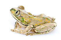Yellow-spotted Tree Frog (Leptopelis flavomaculatus), Gorongosa National Park, Mozambique