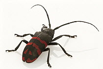 Long-horned beetle showing aposematic coloration, Gorongosa National Park, Mozambique