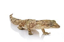 Gecko (Gekkonidae), Gorongosa National Park, Mozambique