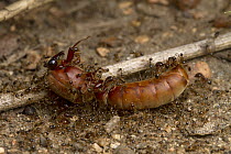 Bigheaded Ant (Pheidole megacephala) group overpowering and killing larger male Driver Ant (Dorylus sp), Gorongosa National Park, Mozambique