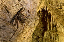 Tailless Whip Scorpion (Daemon variegatus) in cave, Gorongosa National Park, Mozambique