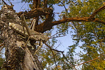 Grasshopper (Phymateus sp) in tree, Gorongosa National Park, Mozambique