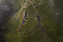Banded-legged Golden Orb-web Spider (Nephila senegalensis) in web, Gorongosa National Park, Mozambique
