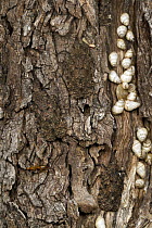 Lantern Bug (Druentia variegata) trio camouflaged on bark with snails, Gorongosa National Park, Mozambique