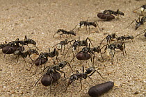 Matabele Ant (Pachycondyla analis) group carrying pupa, Gorongosa National Park, Mozambique