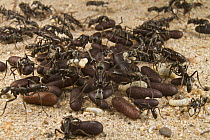 Matabele Ant (Pachycondyla analis) colony gathering pupa, Gorongosa National Park, Mozambique