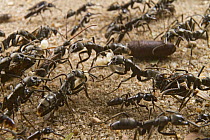 Matabele Ant (Pachycondyla analis) group carrying pupa, Gorongosa National Park, Mozambique