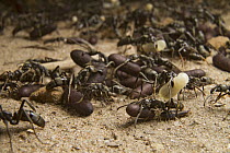 Matabele Ant (Pachycondyla analis) colony carrying pupa, Gorongosa National Park, Mozambique