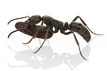 Matabele Ant (Pachycondyla analis) worker carrying pupa, Gorongosa National Park, Mozambique