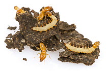 East African Termite (Schedorhinotermes lamanianus) soldiers and Tineid Moth (Paraclystis integer) caterpillars on colony structure, Gorongosa National Park, Mozambique