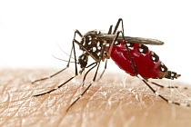 Yellow Fever Mosquito (Aedes aegypti) female feeding on human blood, Gorongosa National Park, Mozambique